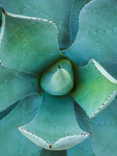 Load image into Gallery viewer, CLARIFYING CLEANSER *
